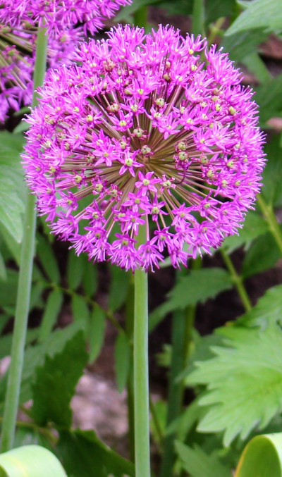 picture of an Allium flower